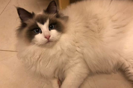 猫咪黄疸能自愈吗