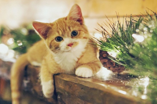 猫咪早产的原因