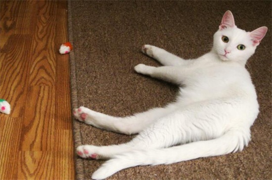 如何判断母猫怀孕