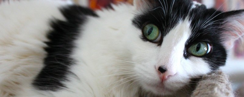 猫受到惊吓多久恢复