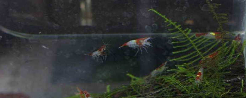 观赏虾混养的后果