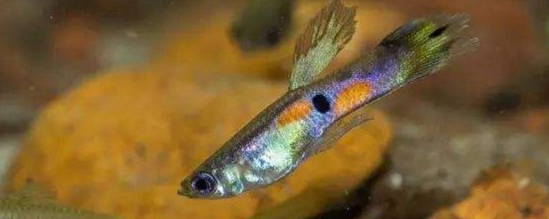 草缸养孔雀鱼必死的原因