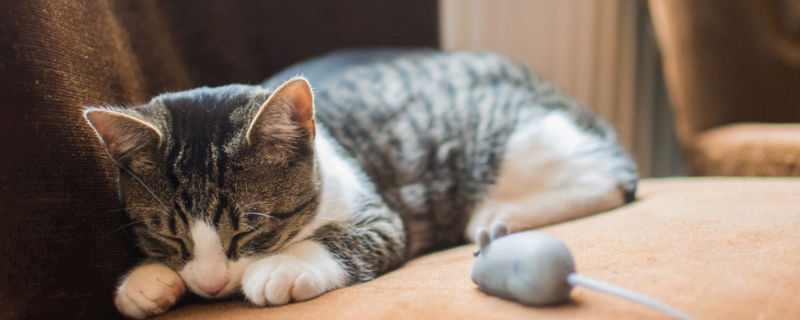 猫受到惊吓分泌臭味
