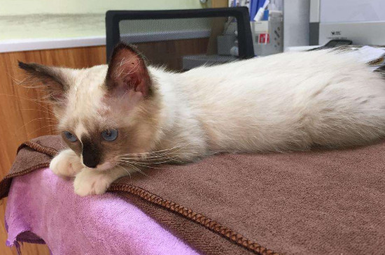 猫咪什么时候打疫苗