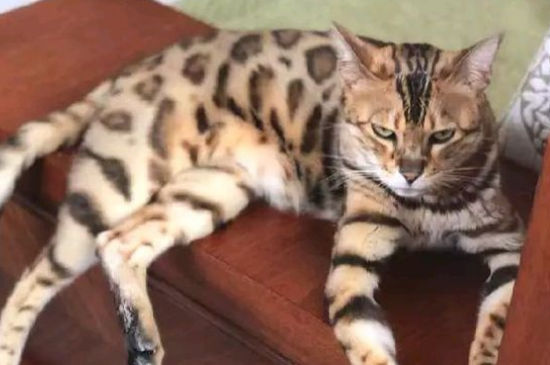 豹猫吃什么
