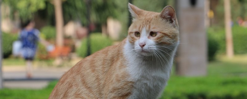 猫喜欢摸她哪里