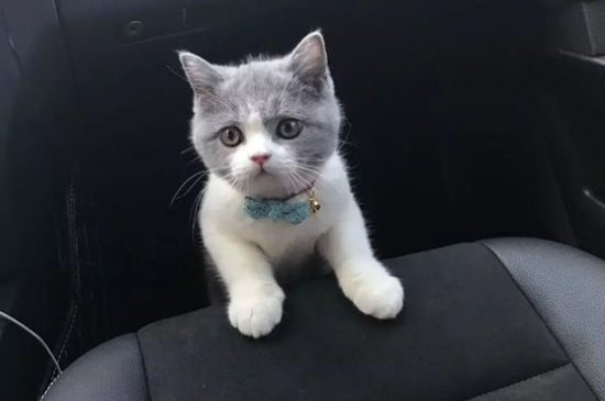 猫多少天下崽