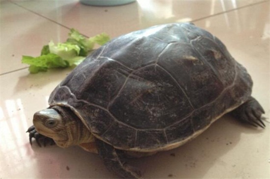 乌龟嘴巴分泌白色絮状