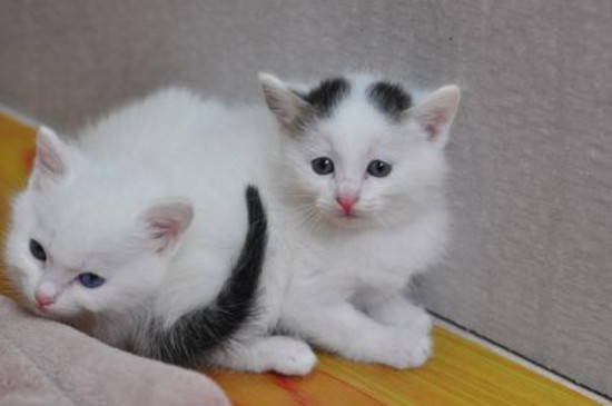 猫咪一天尿几次正常