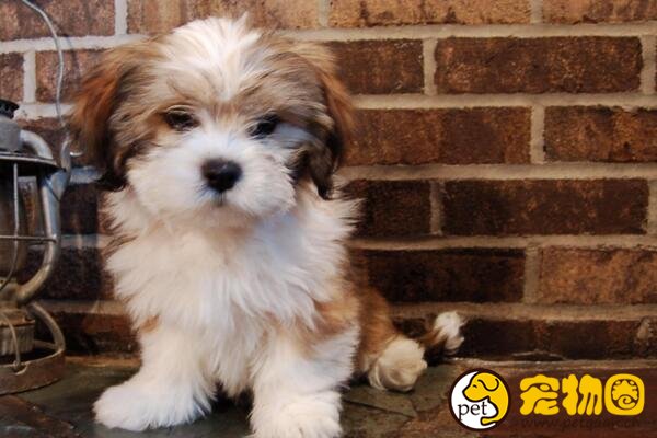 拉萨犬有驱魔圣犬之称，神秘且稀少的贵族之犬
