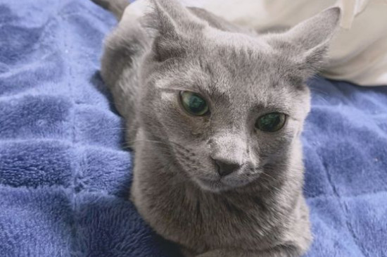 俄罗斯蓝猫掉毛吗