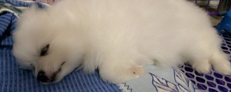小狗晕车吐了怎么治疗