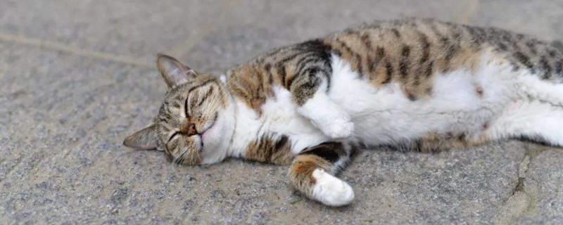 猫不亲人饿几天行吗