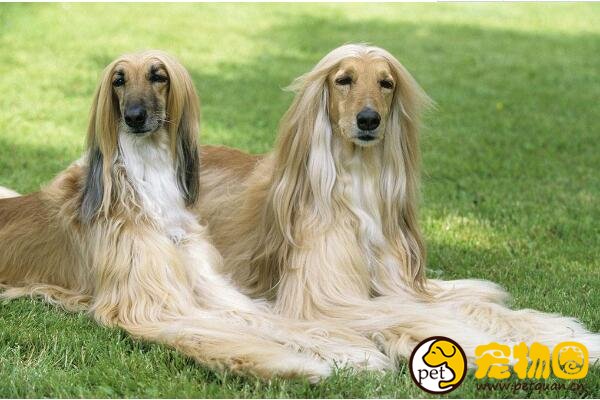 阿富汗猎犬智商最低，却是唯一能进入五星级酒店的名媛犬