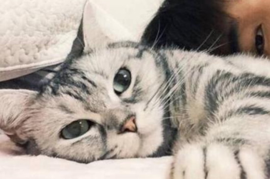 猫咪头部被击打后抽搐