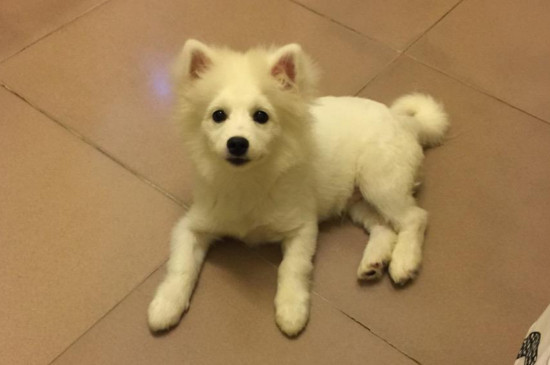 银狐犬寿命