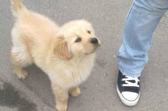 幼犬几个月可以打狂犬