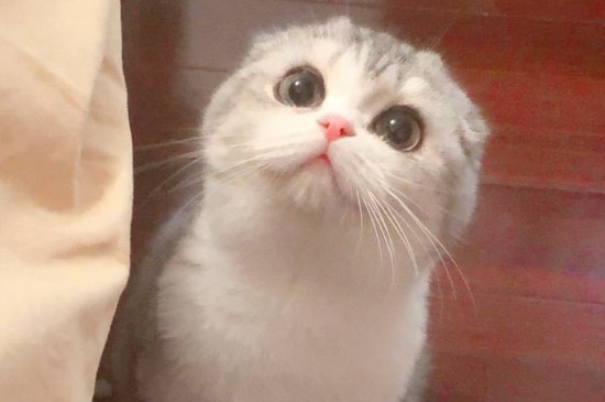 折耳猫尾巴僵硬