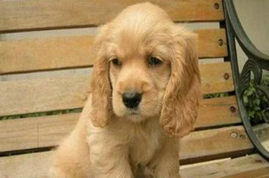 可卡犬适合家养吗
