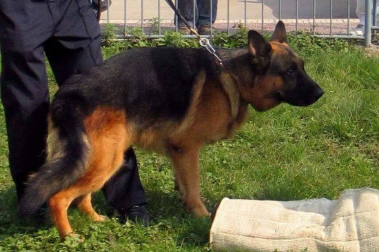 牧羊犬会咬人吗