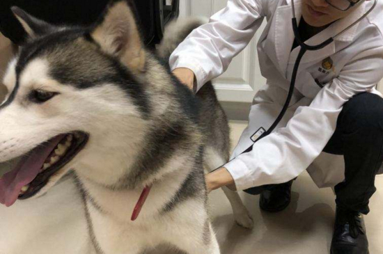 狗脖子上有个肉疙瘩硬的是什么