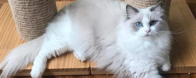 养布偶猫一个月的花销