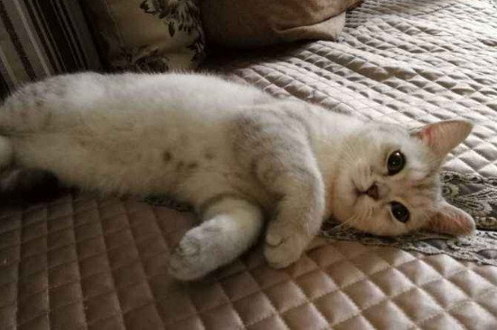 没有旧猫粮过度怎么办