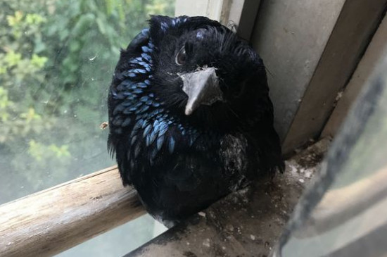 鸟被吓到会死吗