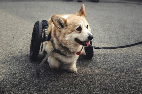 宠物狗死了怎么办