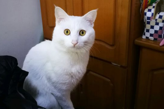 猫咪消化不良症状