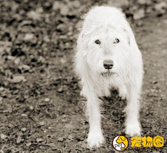 爱尔兰猎狼犬十分高大，能独自驱赶并击败野狼