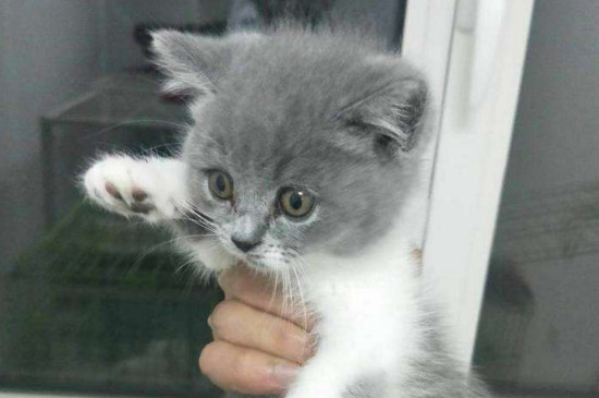 2个月小猫非常瘦小