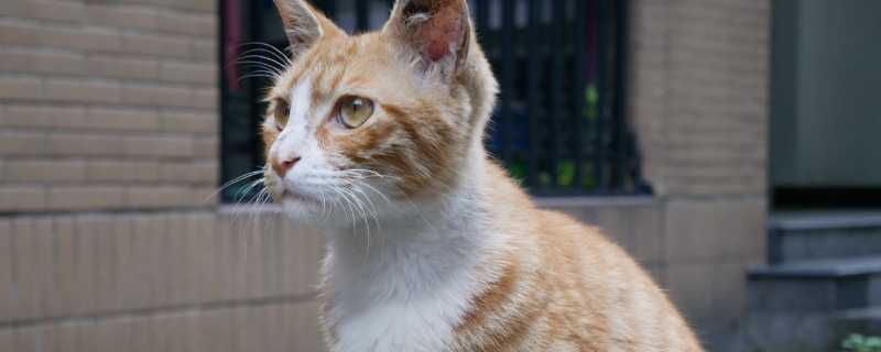 猫咪流眼泪是伤心了么