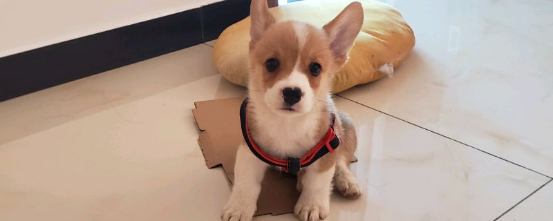 狗狗神经受损如何恢复