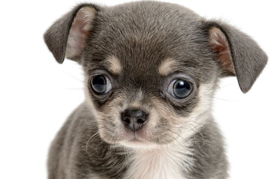 狂犬病的潜伏期是多久