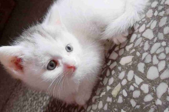 猫刚生完会马上怀孕吗