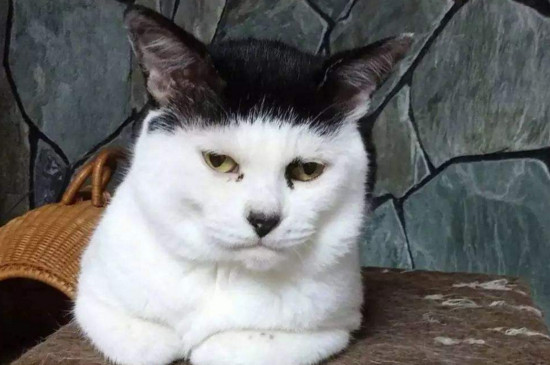 为什么不能打猫的头