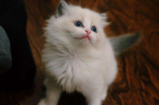 养布偶猫一个月的花销