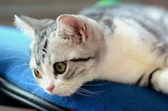 猫咪吐白色粘液还拉稀