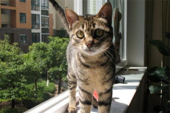 猫咪一般几个月去蓝膜