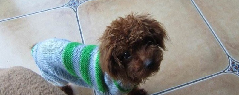 泰迪去除牙结石小妙招