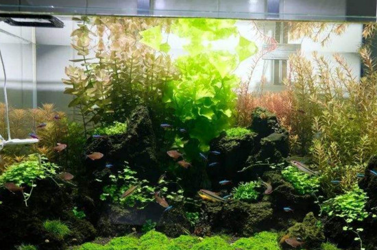 草缸开缸几天可以放鱼