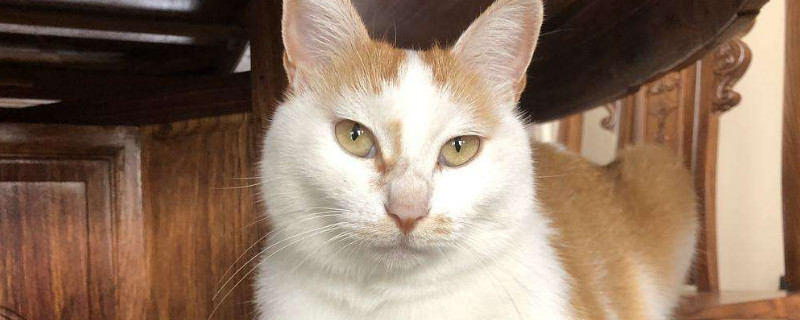 被猫抓破皮了没出血