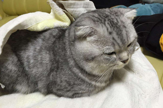什么猫不爱叫