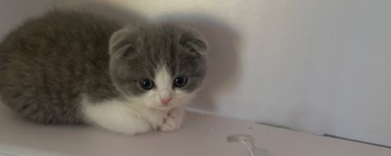 如何照顾折耳猫