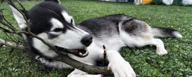 狗能喝咖啡吗