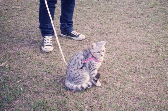 猫需要遛吗，不出门怎么帮小猫解闷