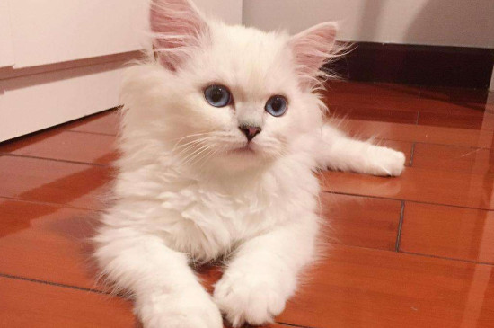 猫呼噜呼噜叫代表什么