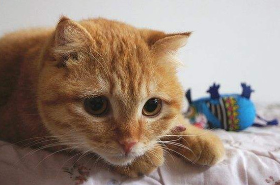 黄狸猫怎么也养不熟