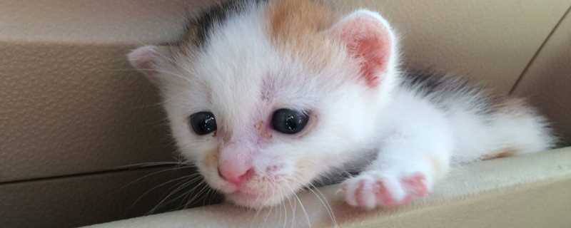 猫可以吃樱桃吗